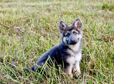 German Shepherd Puppies, View more