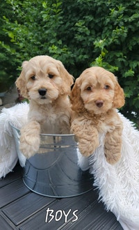 Cockapoo Puppies 