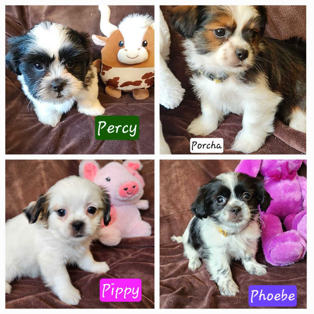 SHORKIE PUPPIES in Dogs & Puppies for Rehoming in Saskatoon