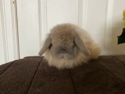 Fuzzy Holland Lop, View more