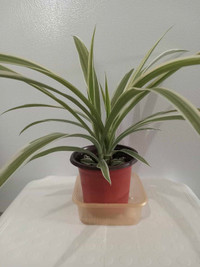 SALE - Spider Plants