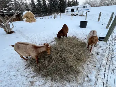 For sale are 3 boer goats, all are a year and a half old and are siblings. One male two females (the...