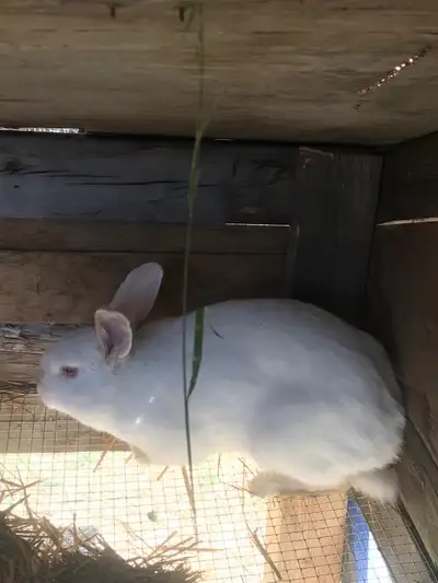 Female Newzealand white rabbit for sale. Around one year old and is proven breeder. Asking 40$