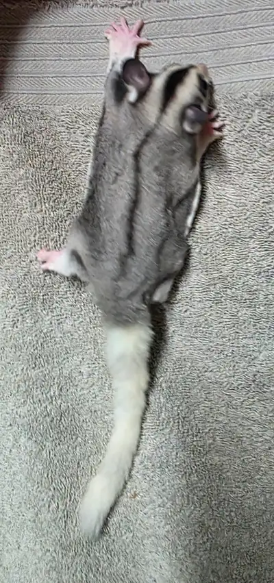 Very handsome Baby male sugar glider, View more