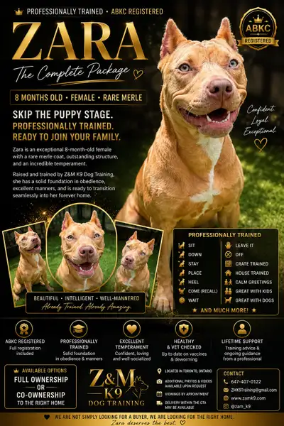 ⭐Professionally Trained • ABKC Registered • Rare Merle Female⭐, View more