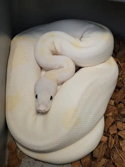 Many Ball Pythons for sale $50-$225 range. Many breeder size., View more