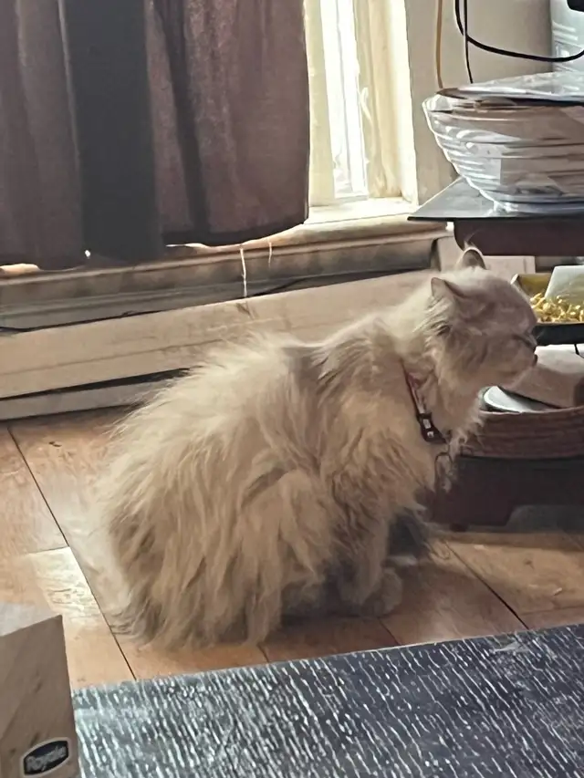 Hamalyne female cat for sale in Cats & Kittens for Rehoming in City of Montréal - Image 6