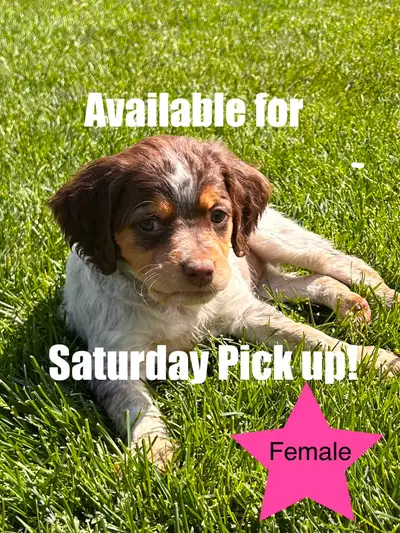 Beautiful Brittany Puppies, View more