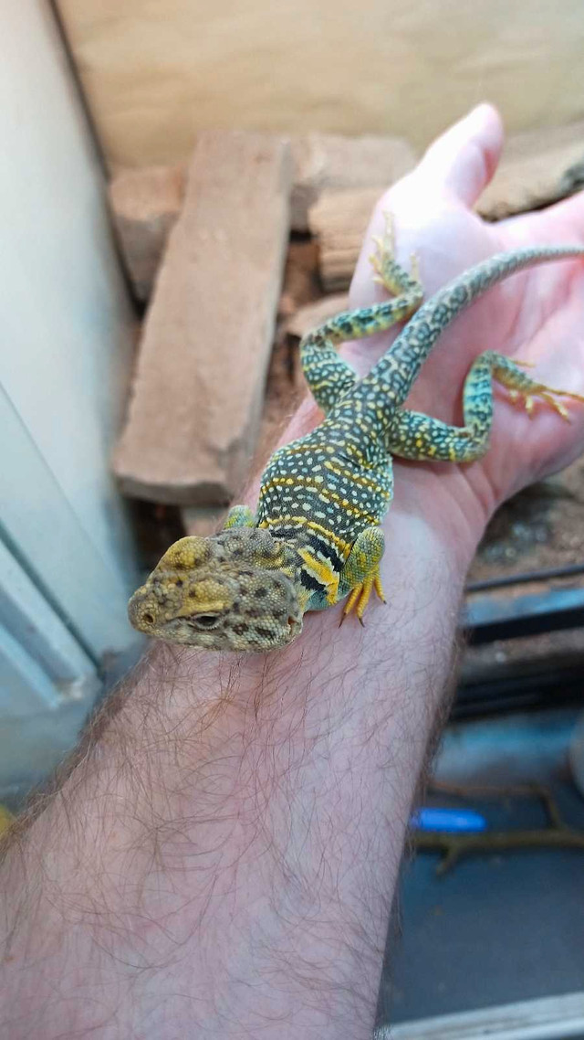 Breeding pair of eastern collared lizards in Reptiles & Amphibians for Rehoming in Norfolk County