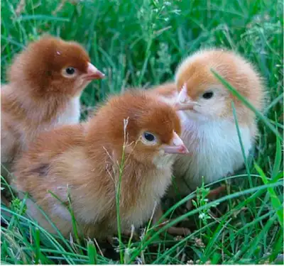 Rhode Island Red Chicks , View more