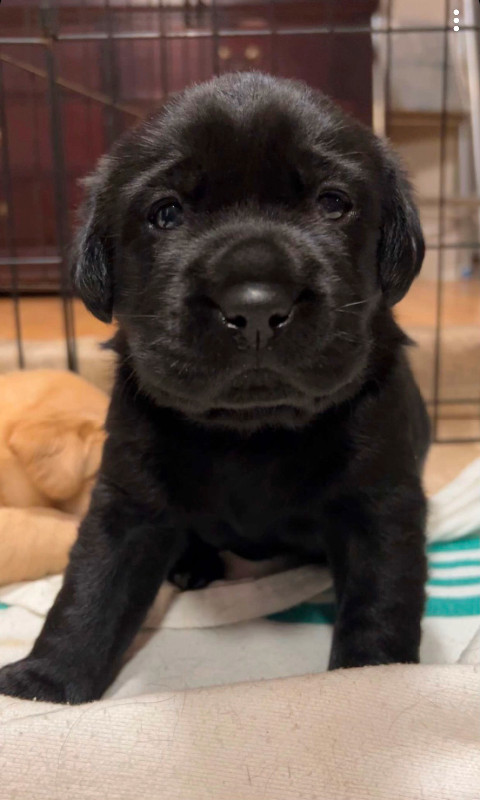 Purebred Labrador Retriever puppies in Dogs & Puppies for Rehoming in City of Halifax