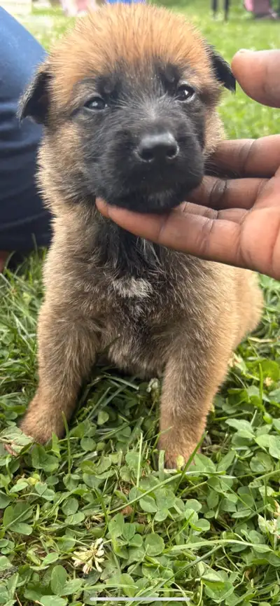 Belgian Shepherd Protection puppy, View more
