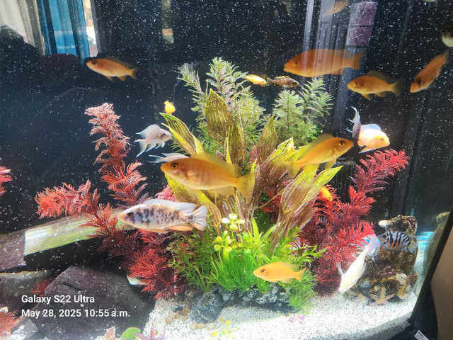 multi colors cichlid fry in Fish for Rehoming in Red Deer - Image 2