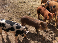 Berkshire X mulefoot pigs