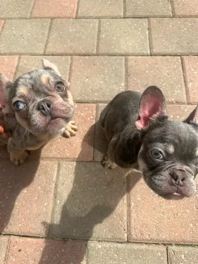 We have 2 French bulldog puppies available! 1 male (merle) and 1 female (grey). They are 17 weeks ol...