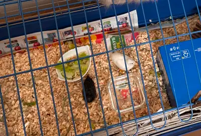 2 baby quails, View more