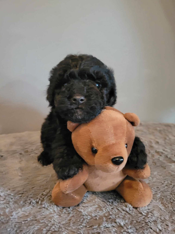 Gorgeous Miniature Poodles, 2 Males Available. in Dogs & Puppies for Rehoming in Corner Brook - Image 3
