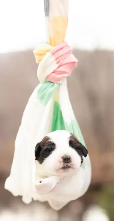 Saint Bernard Puppies, View more