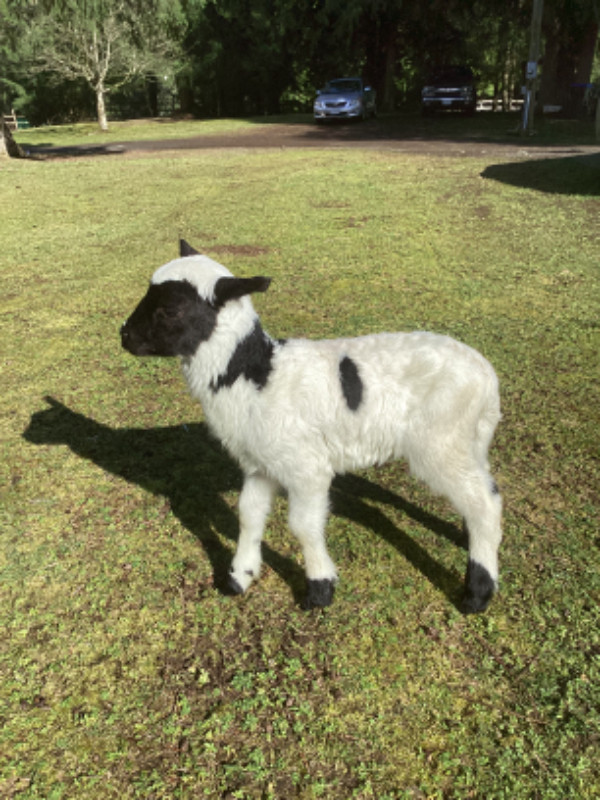 Lambs for sale in Livestock in Nanaimo