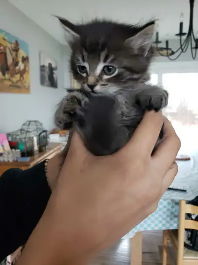 Siamese x kittens, View more