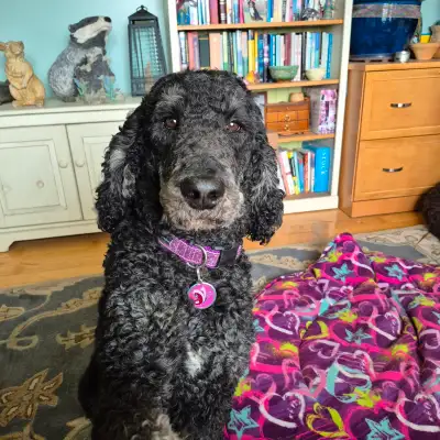 We are Soooo excited to have a litter of bernedoodle puppies arriving the end of June. We have space...