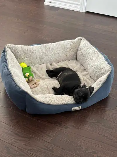 I am selling a like-new TrustyPup dog bed, perfect for a French bulldog or any small to medium-sized...