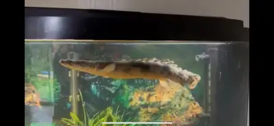 Saddled bichirs (Polypterus endlicheri), View more