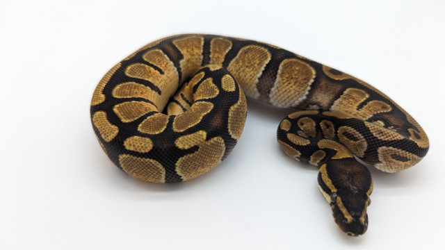 Python royal dans Reptiles et amphibiens à adopter  à Longueuil/Rive Sud - Image 4