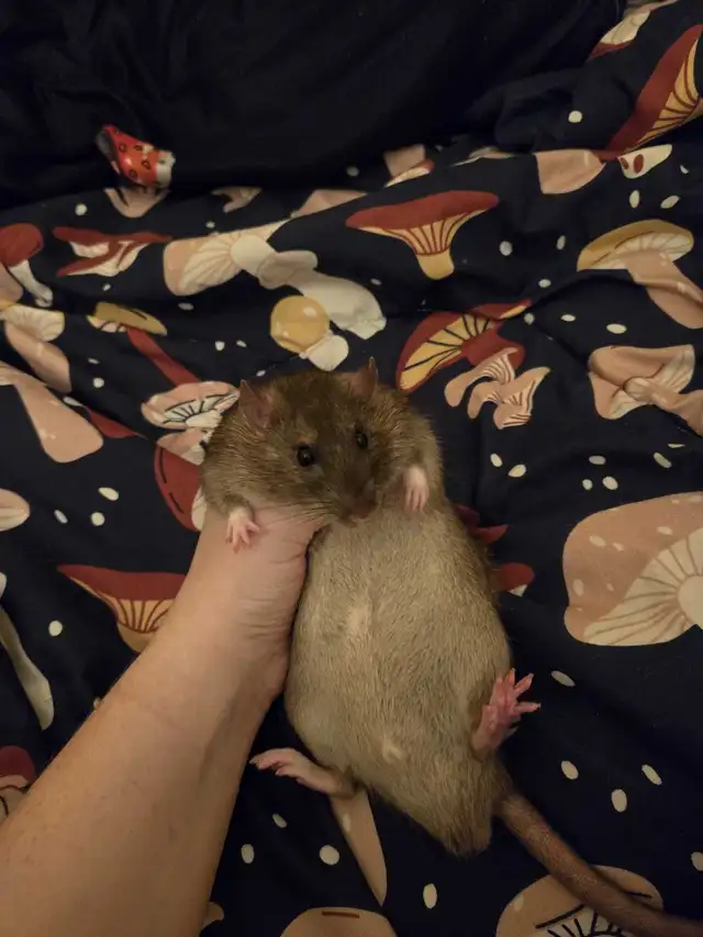 Lovely Male Rats free for Adoption in Small Animals for Rehoming in Mississauga / Peel Region - Image 6
