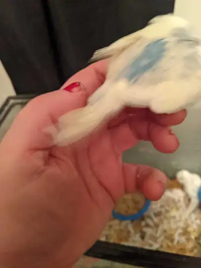 baby English budgies , View more