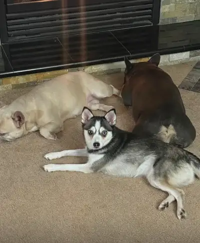 Pomsky female, View more