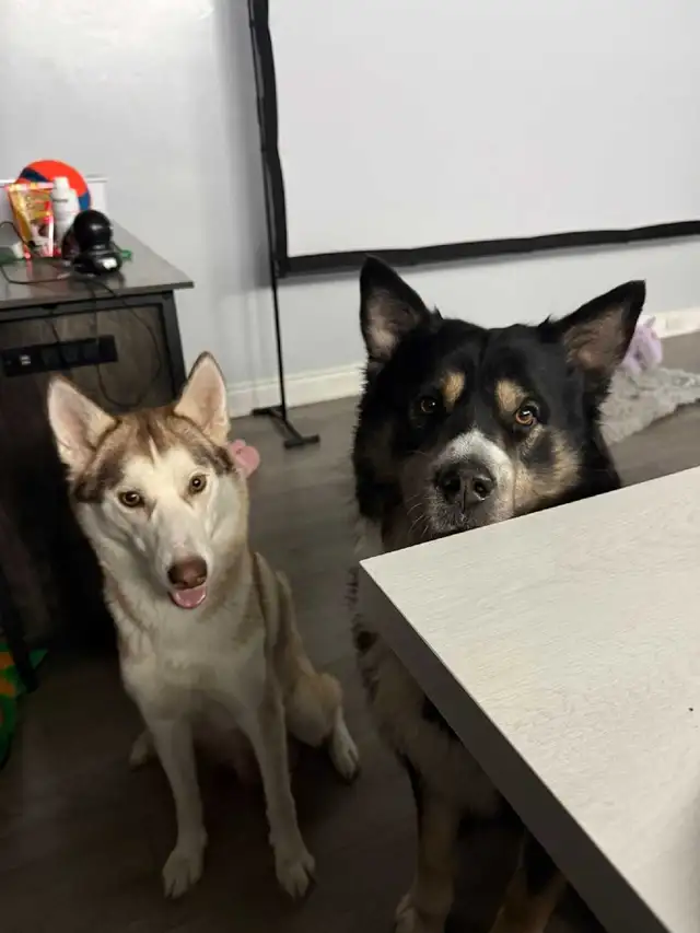 Husky Bernese/Shepherd Puppies in Dogs & Puppies for Rehoming in City of Toronto - Image 10