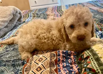 Mini Double Doodle Female Puppy - Health Tested Parents, View more