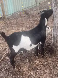 Nigerian dwarf Goats