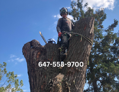 CALL 647-558-9700 TREE TRIMMING, TREE CUTTING, ARBORIST, 30 YEARS EXPERIENCE, TORONTO, SCARBOROUGH,...