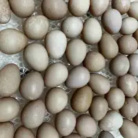 Fertilized guinea fowl hatching egg