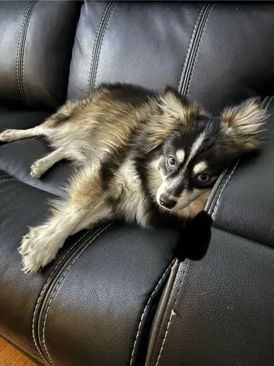 Alaskan Klee Kai, View more