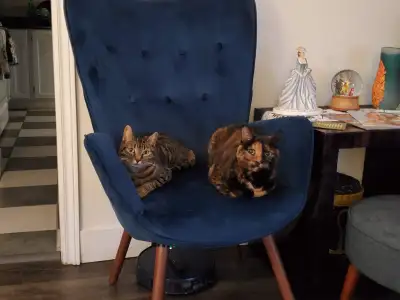 I would love my 2 cuties to go together they are fixed &vaccinet, View more