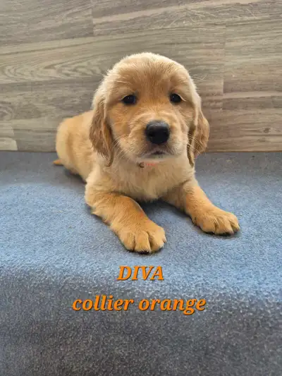 3 Chiots Femelles Golden Retriever , View more