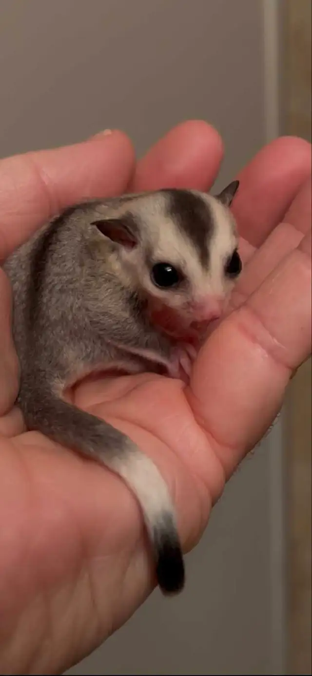 phalangers volants sugar glider  in Small Animals for Rehoming in Lanaudière - Image 4