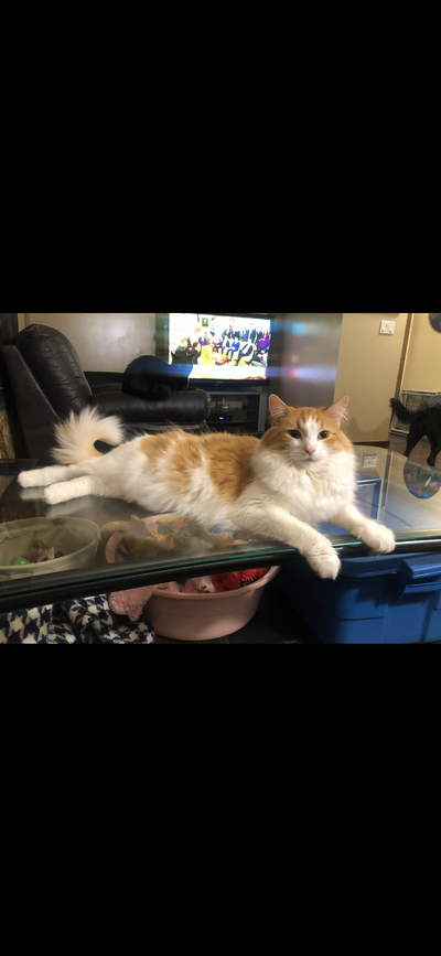 Finnigan the cat needs a good home., View more