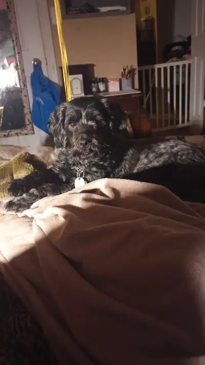Non-shedding, hypoallergenic puppies. Mother is a black Shih Poo (14 lb.) The Dad is a red miniature...