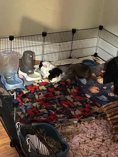 4 guinea pigs, View more