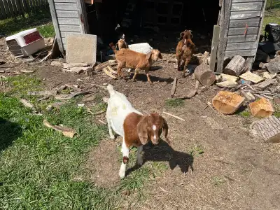 Boer goats., View more