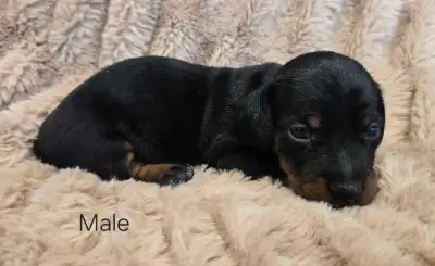 Miniature Dachshund Puppies, View more