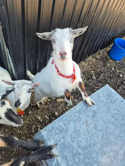 Blue eyes, disbudded and friendly Pickle is a yearling pure nigerian dwarf doe She was exposed to a...