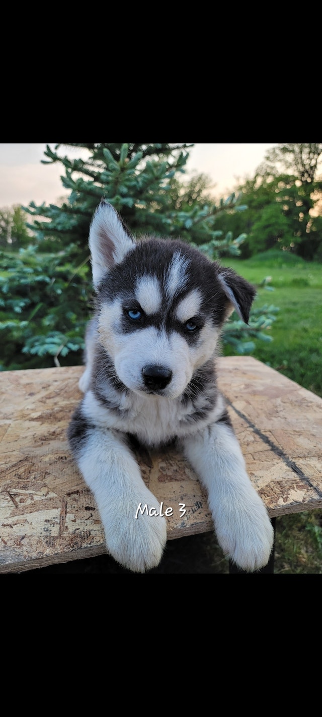 5 Beautiful Siberian Husky Puppies Left Ready To Go! Dogs & Puppies