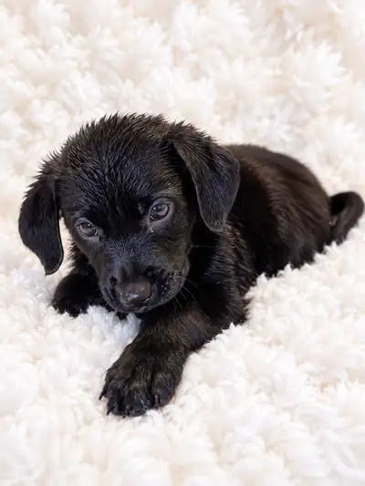 Golden Retriever x Rottweiler/German Shepherd mix  Puppies, View more