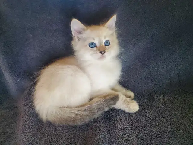 Hypoallergenic Siberian Kittens