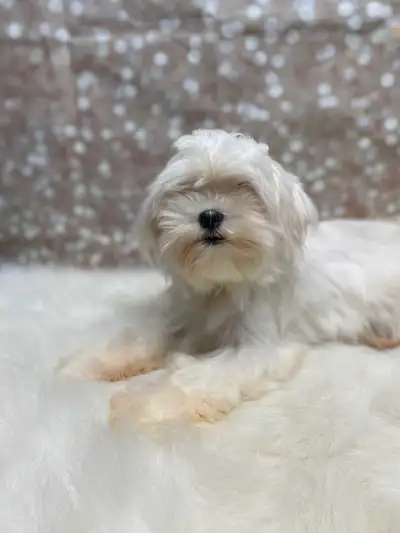 Looking to rehome ASAP, not fixed, dont have the best bites, good homes a must. Two female Maltese a...